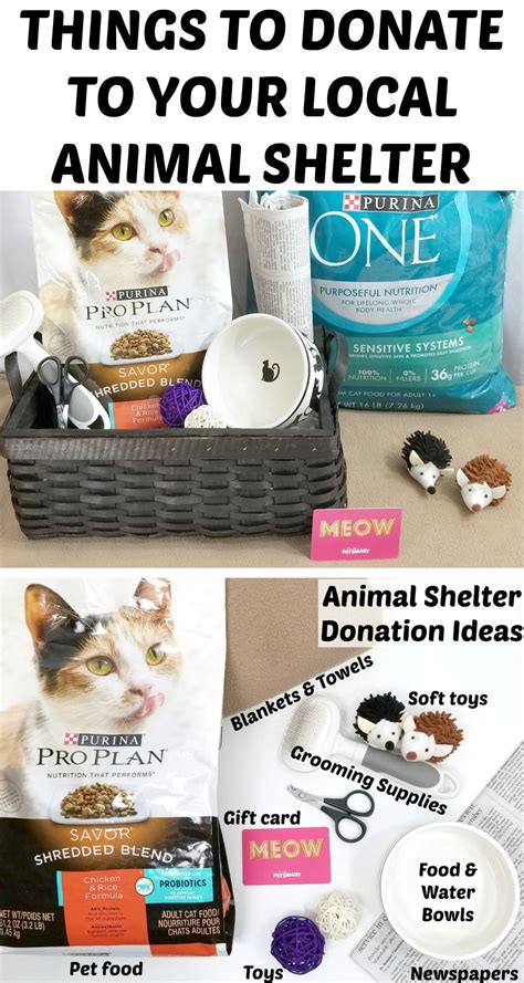 Things To Donate To Your Local Animal Shelter Artofit