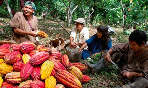 Perú Es Tercer Productor De Cacao En Latinoamérica Pero ¿cuánto Exportará Este Año ~ Cacao Nativo