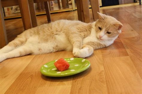 Watermelon Cat - Run Eat Repeat