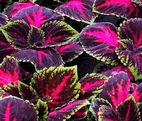 Coleus Black Dragon Seeds X 20 Pretty Foliage Can Be Used In Etsy