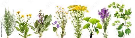 Large variety of medicinal plants 2, transparency background Stock ...