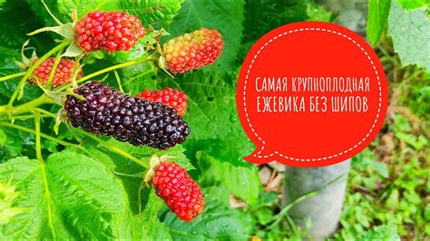 Такую ежевику только на выставку отправлять! Самая крупноплодная ранняя ...
