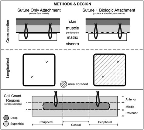 Methods And Experimental Design The Ecm Biomaterial Was Placed Download Scientific Diagram