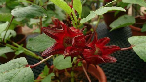 Rosella Hibiscus Sabdariffa Tucker Bush