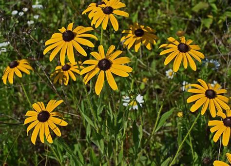 Best Plants To Attract Butterflies In Florida – Fl Gardening