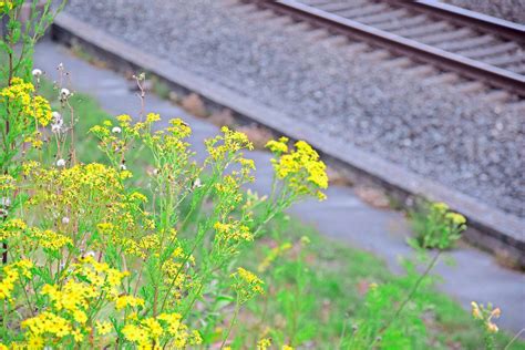 Drei Gelbe Blumen Alle Sind Giftig Aber Nur Eine Ist Ein Invasiver