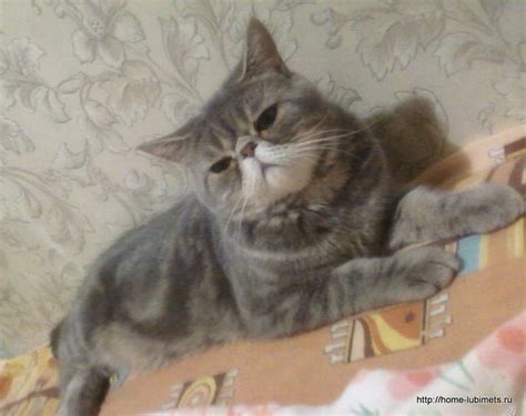 Круглый кот - Домашний любимец
