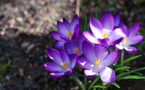 Free photo: Purple Floer - Bloom, Blossom, Crocus - Free Download - Jooinn