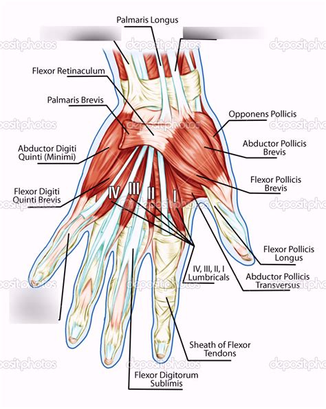 Muscles That Move The Hand Diagram Quizlet