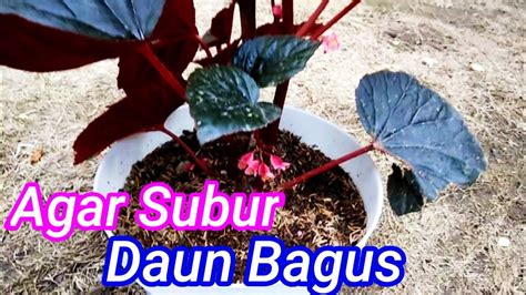 Cara Merawat Bunga Begonia Agar Tumbuh Subur YouTube