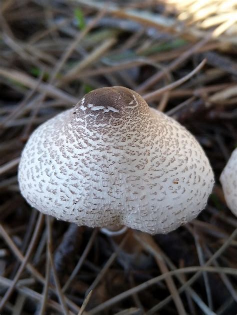 Quirky Mushrooms That Look Like Boobs And Breasts Hello Lidy