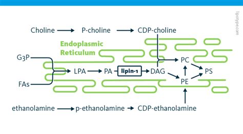 Endoplasmic Reticulum Stress And Lipid Metabolism Lipotype Gmbh