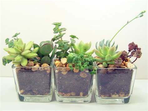 Cute Office Desk Plants and Planters From Etsy | Succulent planter diy, Succulent terrarium ...