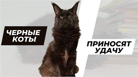 Черные коты приносят УДАЧУ!!!! - YouTube