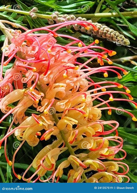 Red And Yellow Grevillea In Bloom Stock Image Image Of Bush Yellow