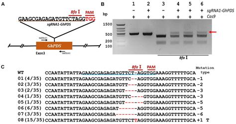 Frontiers Genome Editing In Cotton With The Crisprcas9 System