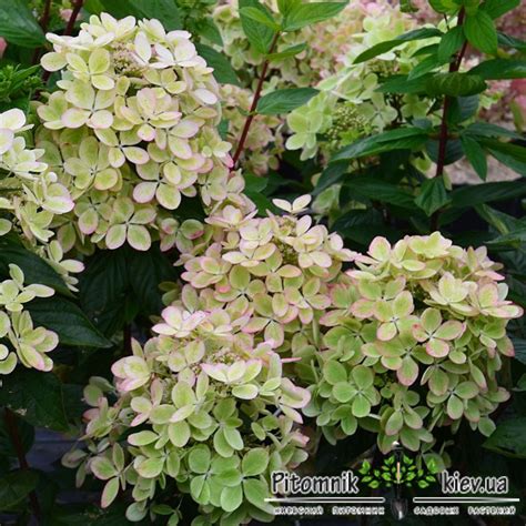 Гортензия метельчатая Пастель Грин (Pastel Green) | саженцы в Украине