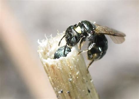 Ceratina Ceratina Bugguidenet