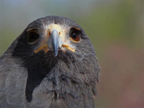 MERLIN This hawk looked so mystical, I had to name him Merlin
