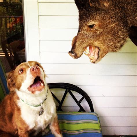 27 Hilarious Dog Pictures That Will make You Laugh Every Single Time