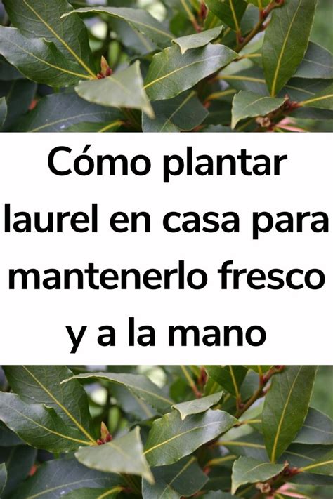 Cómo plantar laurel en casa para mantenerlo fresco y a la mano