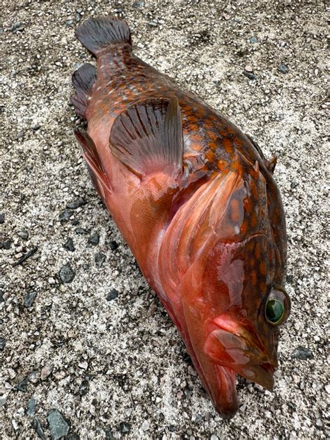 ᘗ⃒－Ʊ さんの 2024年07月12日のアコウの釣り・釣果情報島根県 島根県松江市近辺 アングラーズ 釣果500万件の魚釣り