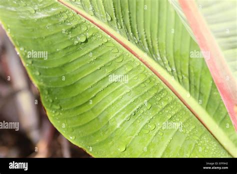 Banana palm leaves hi-res stock photography and images - Alamy