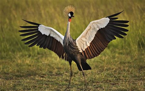 crane pictures bird  victor vanhoy blog