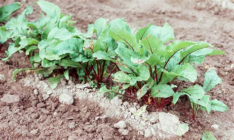 Beets: How to Grow It