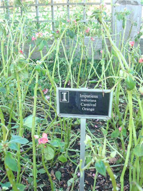 University of Illinois Plant Clinic: Downy Mildew on Impatiens in Illinois