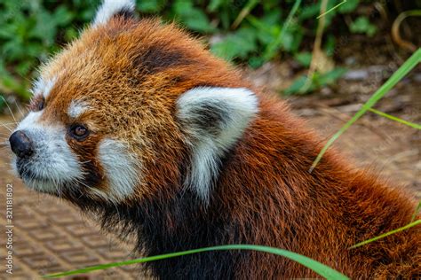 【千葉県】千葉市動物公園のレッサーパンダ Foto De Stock Adobe Stock