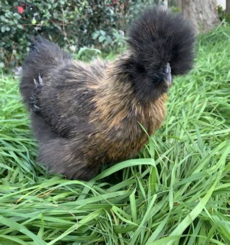 Show Quality Silkie Chicken Fertile Hatching Eggs All Colors Bearded