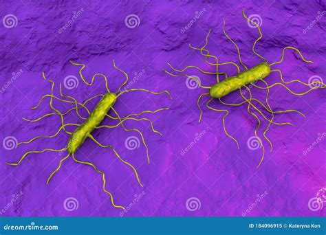 Listeria Monocytogenes Grampositivo Bacteria Stock De Ilustraci N