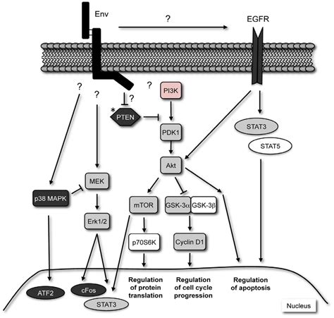 Signaling Pathways Activated In JSRV Env Induced Lung Tumors The JSRV