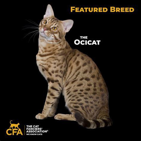 Catiators Ocicats added a new photo. - Catiators Ocicats