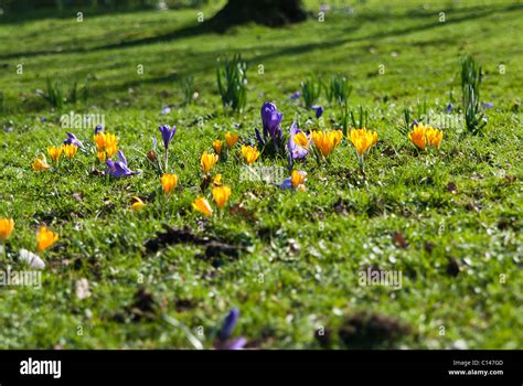 Haden Hill House And Park Hi Res Stock Photography And Images Alamy