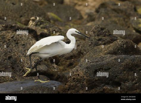 Little Egret Feeding Amongst The Volcanic Rocky Shoreline On Lanzarote