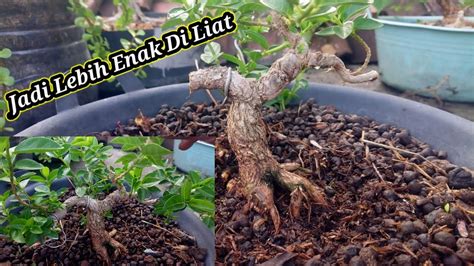 Memilih Cabang Bahan Bonsai Sancang Yang Terlihat Kaku Youtube