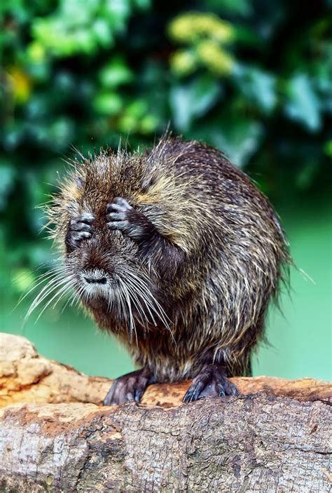 Awesome and funny capture!! | Самые милые животные, Дикие животные ...