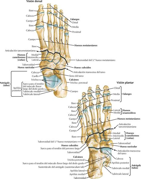 Estructura Y Anatomг A Del Pie Importancia En La Carrera Fisioonline ...