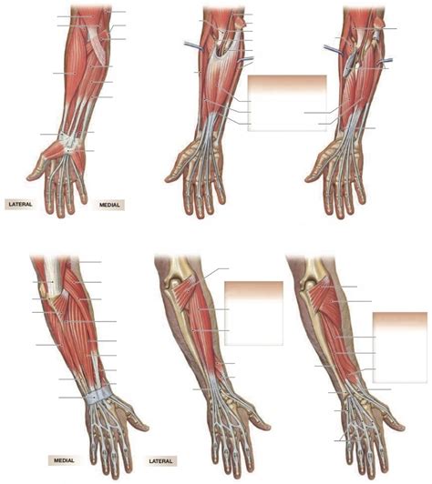 Extrinsic Muscles That Move The Wrist Hand And Fingers Diagram Quizlet