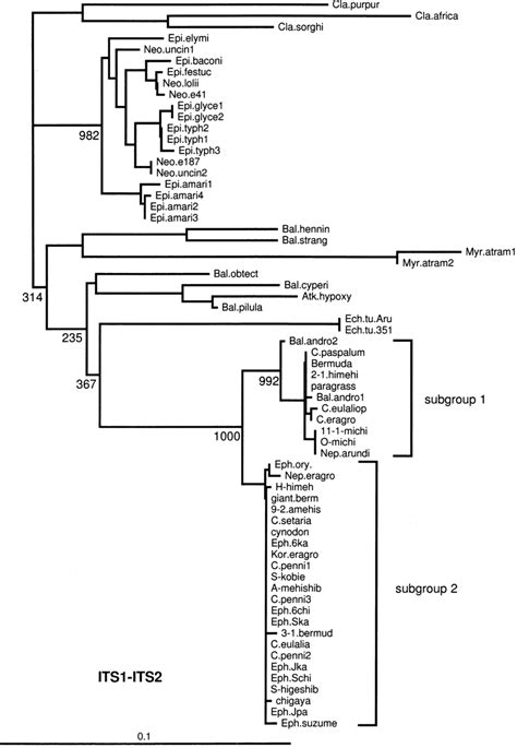 Phylogram Resulting From The Neighbour Joining Analysis Of Its And