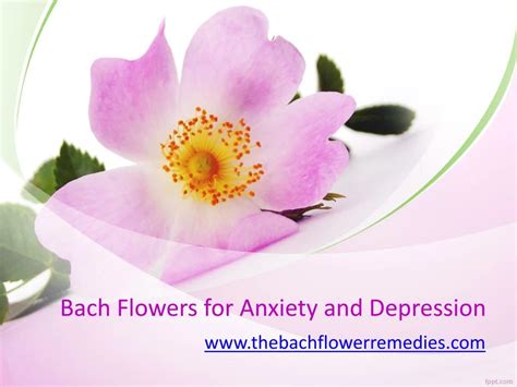 PPT - Bach Flowers for Anxiety and Depression - www ...