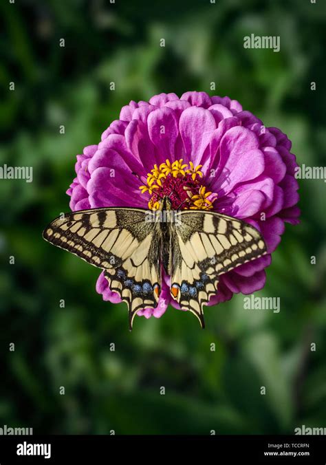 Una Gran Mariposa Machaon Zinnia Magenta Se Ubica En Una Flor Papilio