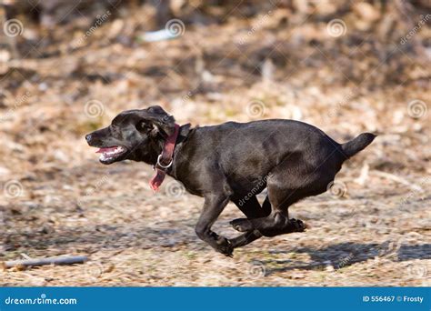 Running Dog Royalty Free Stock Photography Image 556467