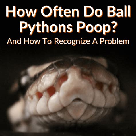 How Often Do Ball Pythons Poop? (+Recognizing A Problem)