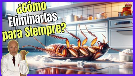 Trampas Caseras Efectivas Para Exterminar Cucarachas Stop Cucarachas