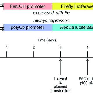 Graphical representation of dual-luciferase reporter plasmid and assay ... 