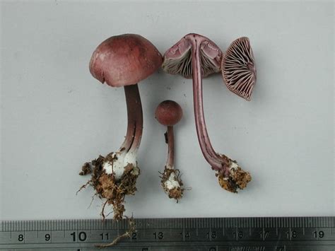 Virtual Mycota Mycena Vinacea