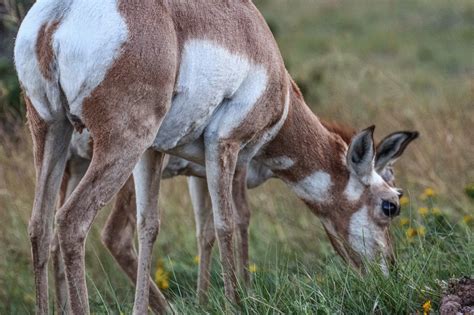 Cannundrums: American Pronghorn - South Dakota